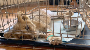 Videón a Szabadkánál megtalált oroszlánkölyök, meg kellett műteni