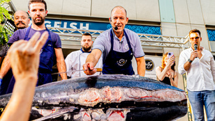 Egy ritka nagy értékű tengeri óriás halat mutattak be és kóstoltak Budapesten