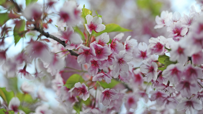 Gázolajjal mérgezte a japán cseresznyefákat egy férfi Zamárdiban, hogy jobb legyen a kilátás a nyaralójából