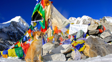 Kóbor kutya jutott fel a Mount Everestre