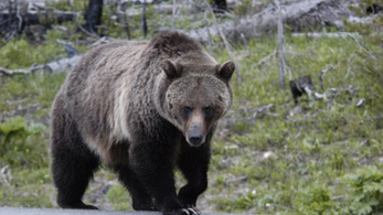 Grizzly medve végzett egy házaspárral Kanadában