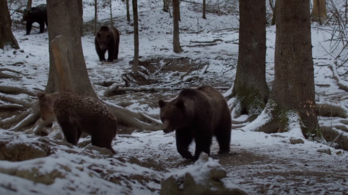 A székelyföldi medvetámadásokról szóló alkotás nyerte az Erdélyi Magyar Filmszemle fődíját