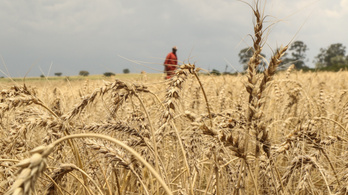 Kompromisszumot keres Brüsszel az ukrán gabonavitában