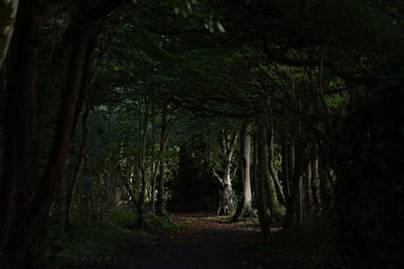 Kutyát sétáltatott a házaspár az erdőben, amikor valami elsuhant előttük: felvétel készült a horrorisztikus látványról
