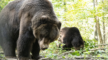 Összeszokott óriás medvepáros érkezett a Nyíregyházi Állatparkba