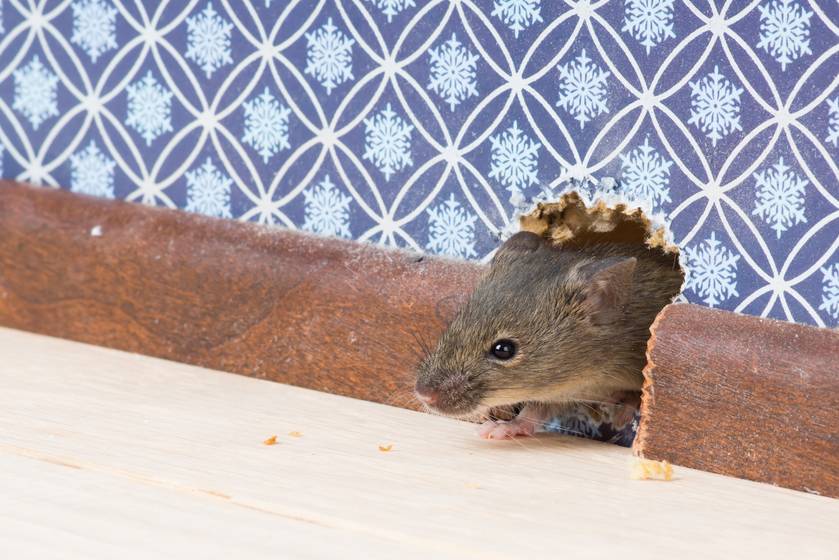 4 hatásos, de méreg nélküli módszer egerek és rovarok ellen: a hidegben szívesen felbukkannak