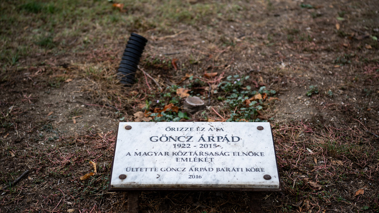 Kivágták Göncz Árpád emlékfáját Óbudán – pedig lenne ellenszer a faelhalásokra