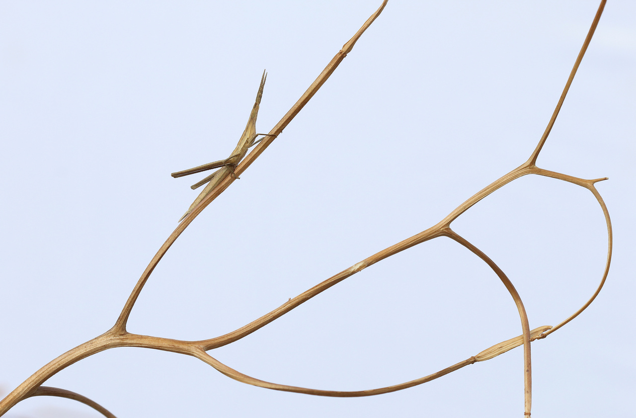 Mimikri - Sisakos sáska egy száraz növényen