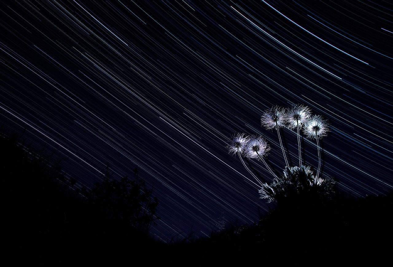 Csillaglesen - Leánykökörcsin termése a csillagos égbolt alatt