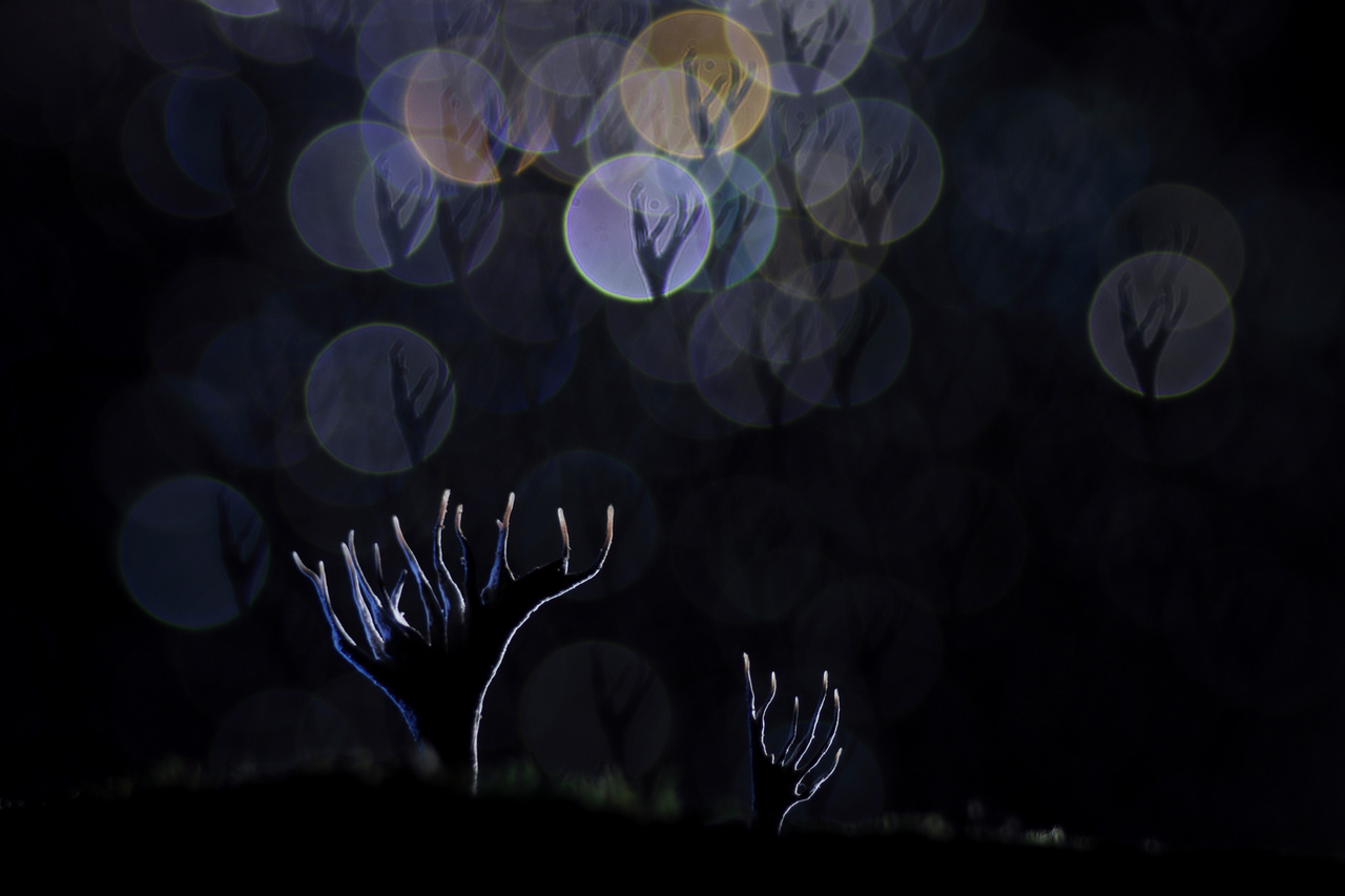 Buborékfújás - Szarvasagancsgombák az éjszakában