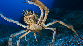 Több milliárd tengeri pók halt éhen, katasztrófa fenyeget