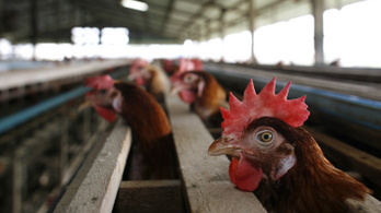 Így lehet csirkék segítségével elektromos áramot előállítani