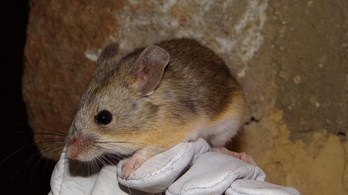 Mumifikálódott egereket találtak az Andok csúcsain