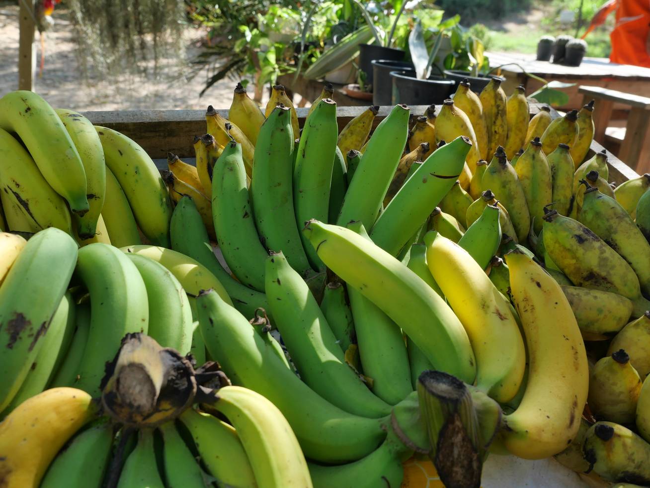 Veszélyben levő banán faj