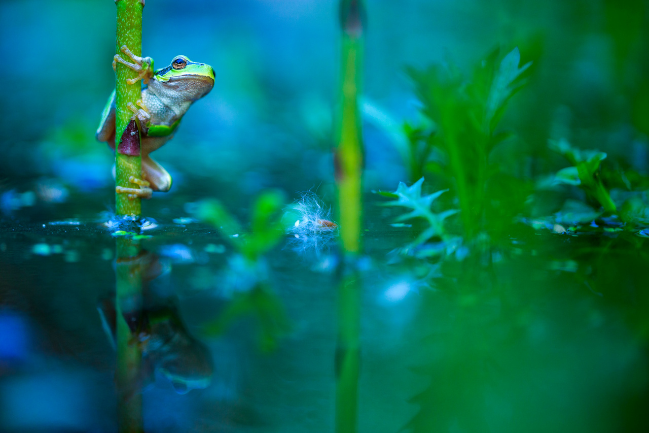 Fiatal zöld levelibéka kapaszkodik egy vizinövény szárán a tőserdei ártéri erdőben
