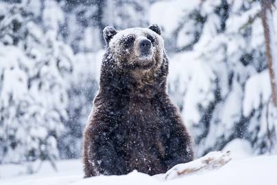 Így néz ki egy medve, aki épp felkelt a téli álomból: videóra vették