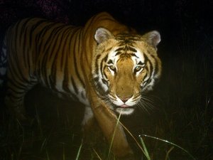 3 millió dollárral segíti DiCaprio a nepáli tigriseket