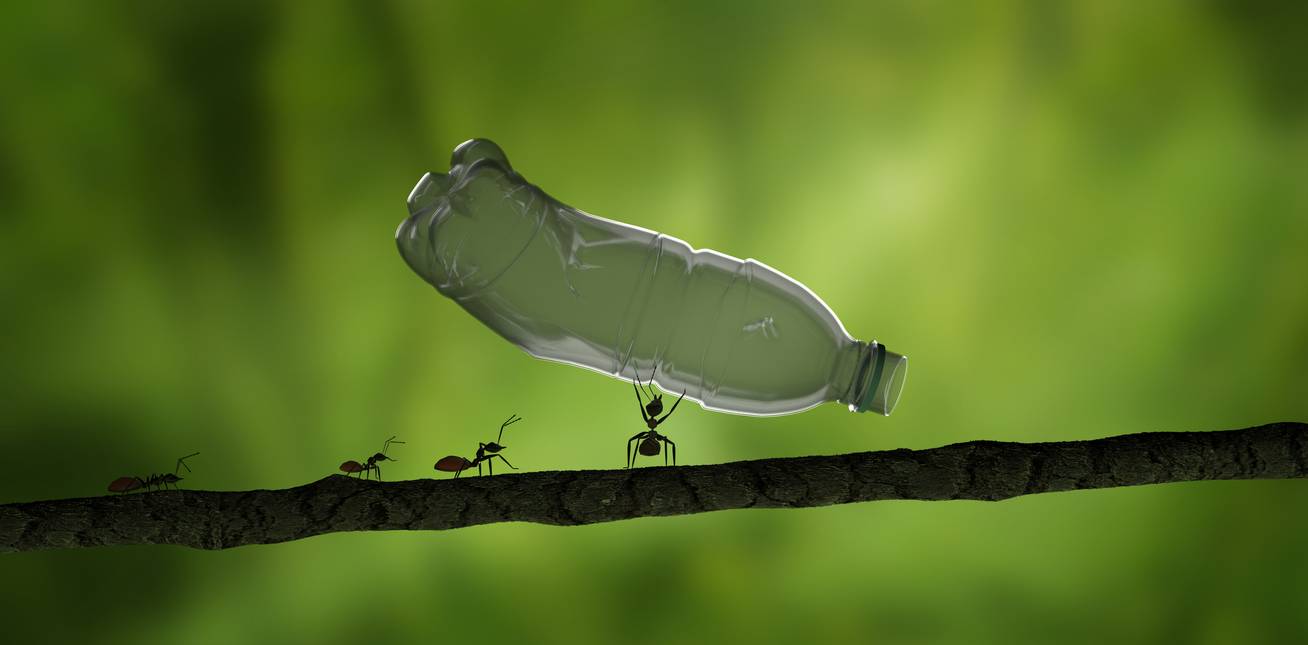 Műanyagba gabalyodott hangyák