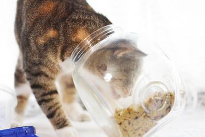 Meg akarta dézsmálni a perecet a macska, beszorult az üvegbe: 7 vicces kép csínytevő állatokról, akik lebuktak