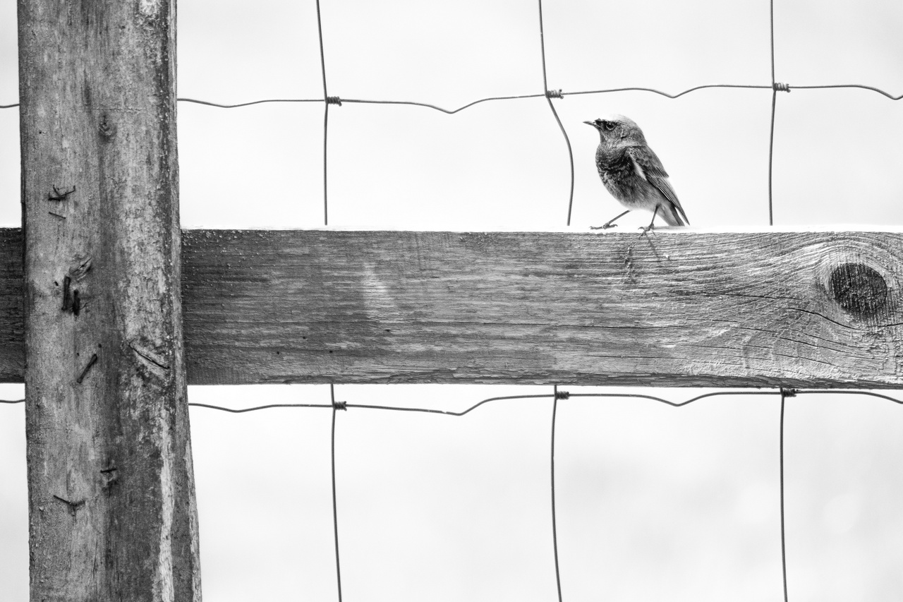 Ifjúsági kategória – 1. díj – Őrsi Ákos: Koordináta-rendszer – A képet a jászberényi Sasközpont ablakából készítettem, amikor megláttam, hogy a hálós szerkezetű kerítés milyen jó keretet ad a madárnak.