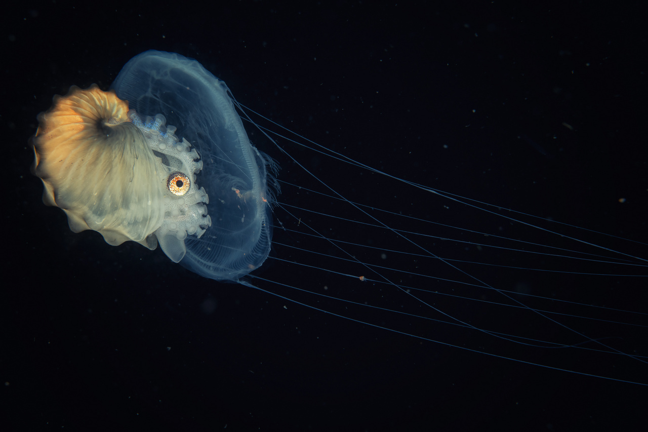 Az állatok viselkedése – Dícséretre méltó – Bodolai Rómeó: Argonauta lovag medúza harciménen – A nyíltvízen éjszakázó teremtmények rendszeresen társulnak nagyobb, számukra veszélytelen élőlényekhez. Itt egy argonauta (Argonaut) egy medúzát használ fel arra, hogy a tengerben nagyobbnak látszódjon. Anilao, Fülöp szigetek.