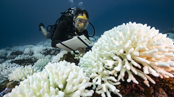 A túlélésért küzdenek a korallok, megállíthatatlan veszély fenyeget
