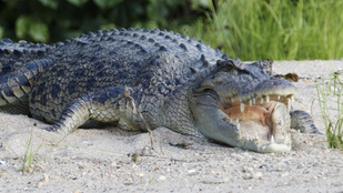 Visszaharapott az őt támadó krokodilnak, így élte túl a támadást az ausztrál farmer