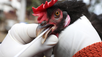 Újabb vármegyében igazolták a madárinfluenzát