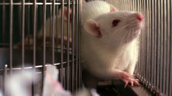 Meglepő felfedezés: a patkányok is rendelkeznek képzelőerővel