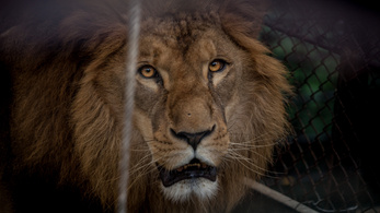 Egy olasz kisváros utcáit rótta egy cirkuszi oroszlán