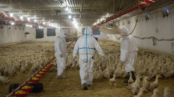 Tovább tombol a madárinfluenza Magyarországon