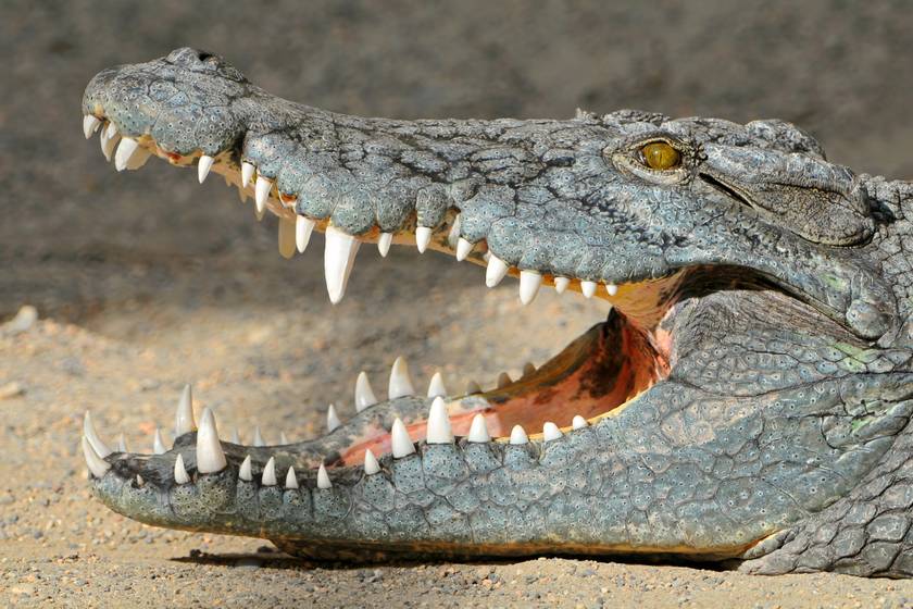 Gyanútlanul napoztak a tengerparton, amikor felbukkant a gigantikus krokodil: torokszorító felvétel készült az esetről