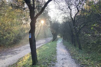 5 mesébe illő parkerdő Budapesten: aranysárgába burkolózó fák várnak itt ősszel