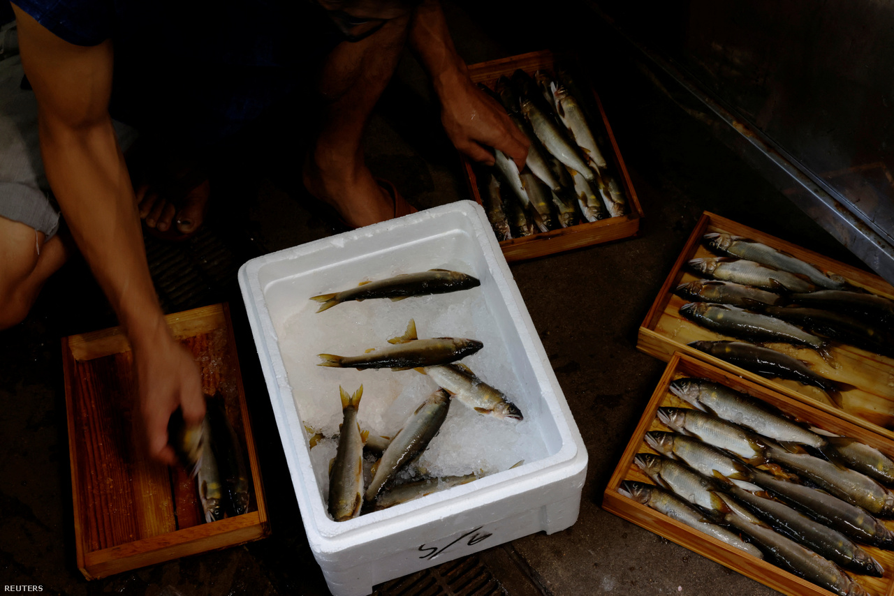A kormorán halászmester éppen frissen fogott, kisebb japán folyami pisztrángokat válogat hagyományos halas vendéglőjében, amelyet anyjával közösen visznek Oze városában. 2023. szeptember 10. 