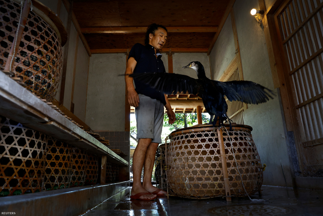 A kormorán halászmester Adacsi szárnycsapkodást imitál, hogy madarai utánozzák őt és ő ellenőrizni tudja fizikai állapotukat a reggeli ébredést követően. Oze város, Japán. 2023. szeptember 9.
