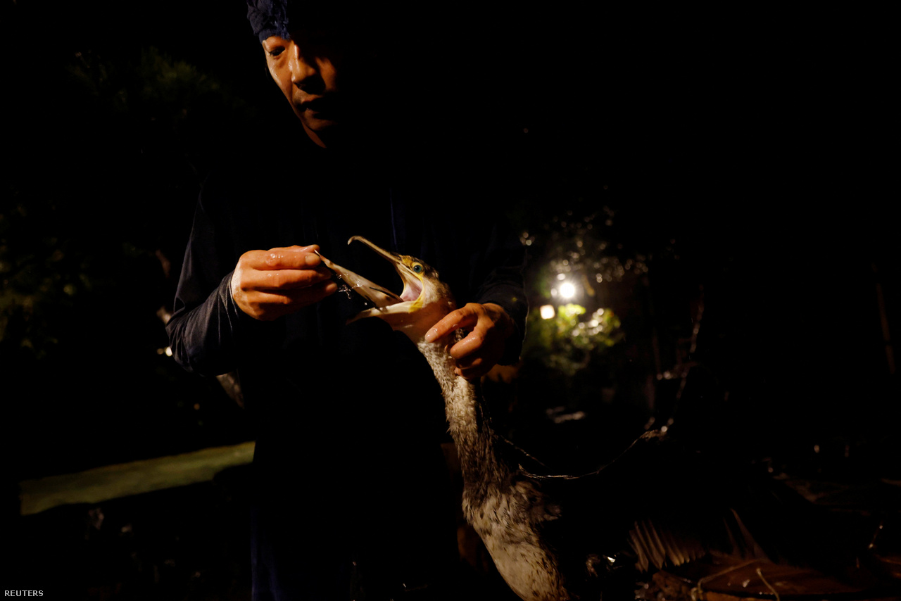 Adacsi mester hallal jutalmazza meg kormoránját a sikeres ukai, vagyis az édesvizi japán pisztrán halászata után. Oze városa, Japán.2023. szeptember 8. 