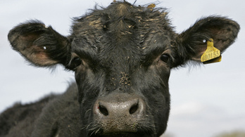 Veszett szarvasmarhát találtak egy szabolcsi településen
