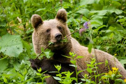 Tarol a medvediéta 50 felett - Hihetetlen eredményeket ígér az erdei állat étrendje