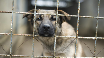 Rendeletben tiltaná a kormány a kutyák, macskák és madarak árusítását az állatvásárokon