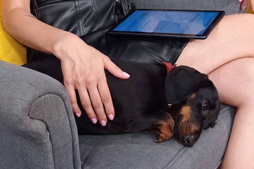 Tacskó kutyus tipegett be az RTL élő adásába: az év legcukibb bakija volt