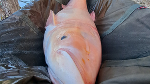 Óriási albínó halszörnyet fogtak ki a Dunából