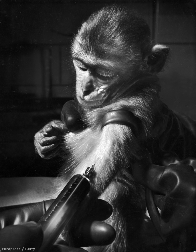Egy újabb orvosi témájú kép, ezúttal a Notre Dame laboratóriumból: vérmintát vesznek egy majomtól, akit csíramentes környezetben neveltek fel, hogy megvizsgálják, hogyan áll ellen a betegségeknek. 
