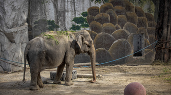 Meghalt Mali, a világ legszomorúbb elefántja