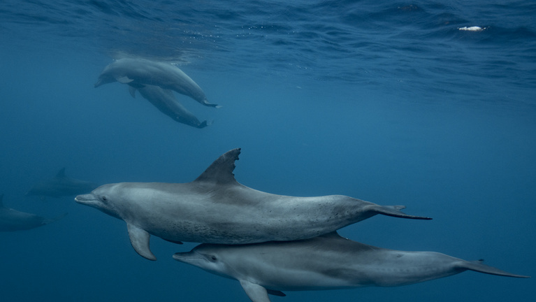 Tömeges delfinpusztulás volt Ausztráliában
