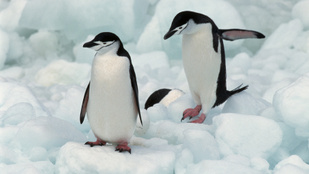 Kutatás mondta ki, hogy van olyan pingvin, ami napi tízezerszer alszik el
