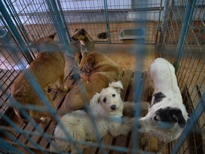 Durva kutyaüldözés indult Romániában