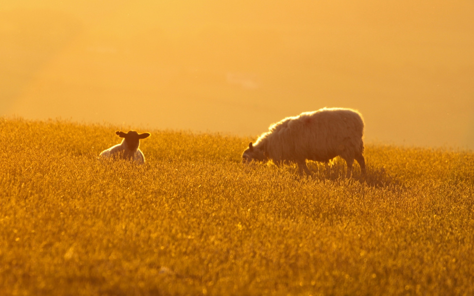 A versenyek végeztével már a juhok is nyugodtabban vacsoráznak a naplementében.