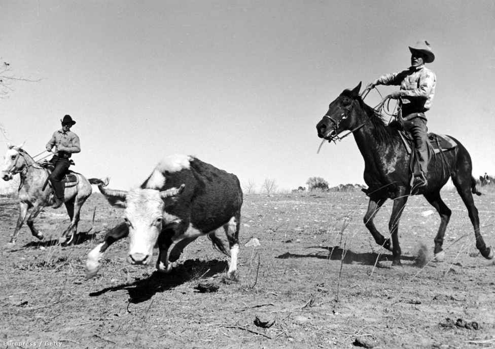 Mydanst nagyon érdekelte a vidéki Amerika: a Life magazin előtt egy Farm Security Administration nevű szervezetnek készített képeket sok más híres fotóssal együtt a gyapotföldeken dolgozó munkásokról. Ez a kép, a tehenet befogó cowboyról már a Life számára készült 1937-ben. 