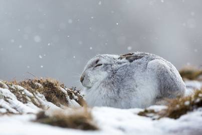 Tudod, milyen havasi állat látszik a képen? 8 gyönyörű faj, amit csak ritkán lehet látni