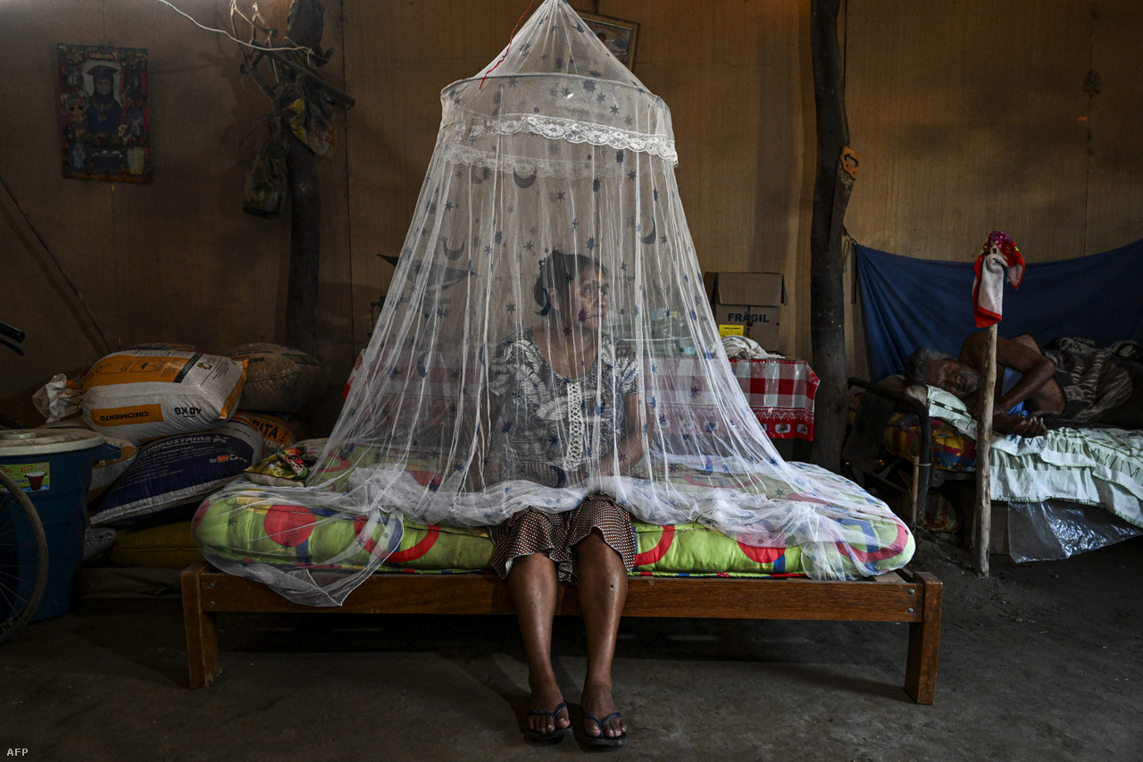 A 45 éves Francisca Sosa ül moszkitóhálóval védett ágyán ül és vigyázza a szomszédos ágyon fekvő apját, aki dengue-lázban szenved. A fotó június 9-én készült Peruban.